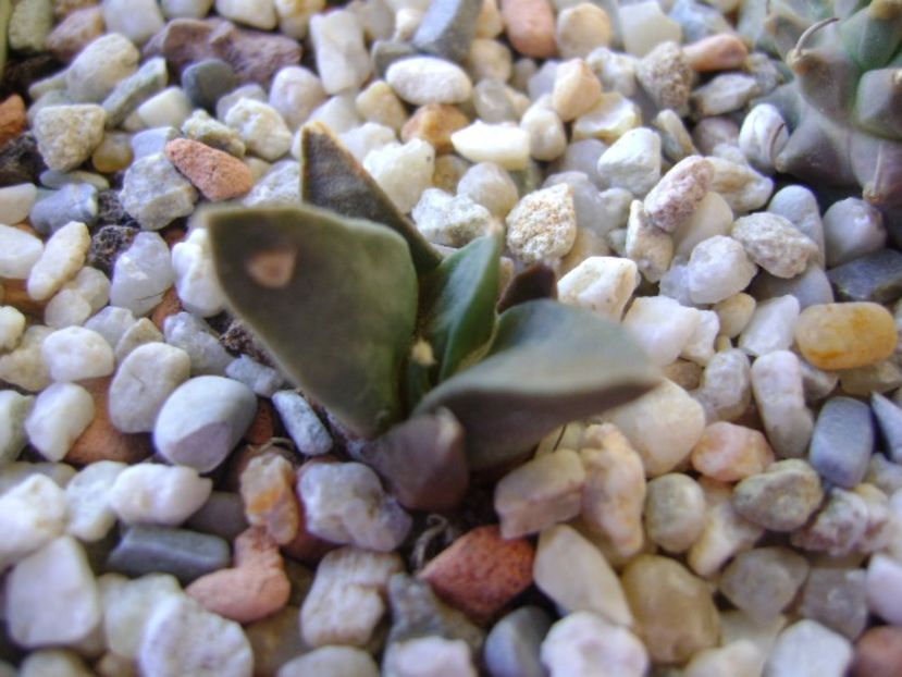 Ariocarpus retusus confusus Marmolejo , Aremberri - Cactusi 2017 bis