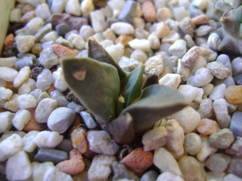 Ariocarpus retusus confusus Marmolejo , Aremberri - Cactusi 2017 bis