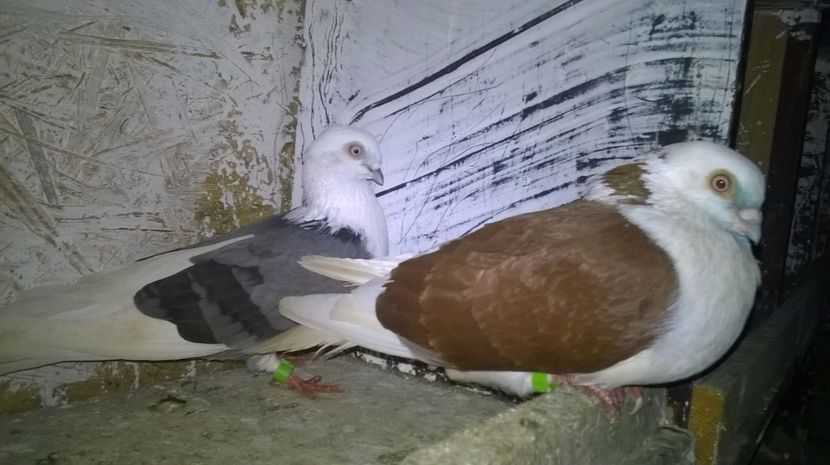  - Galateni matca 2017