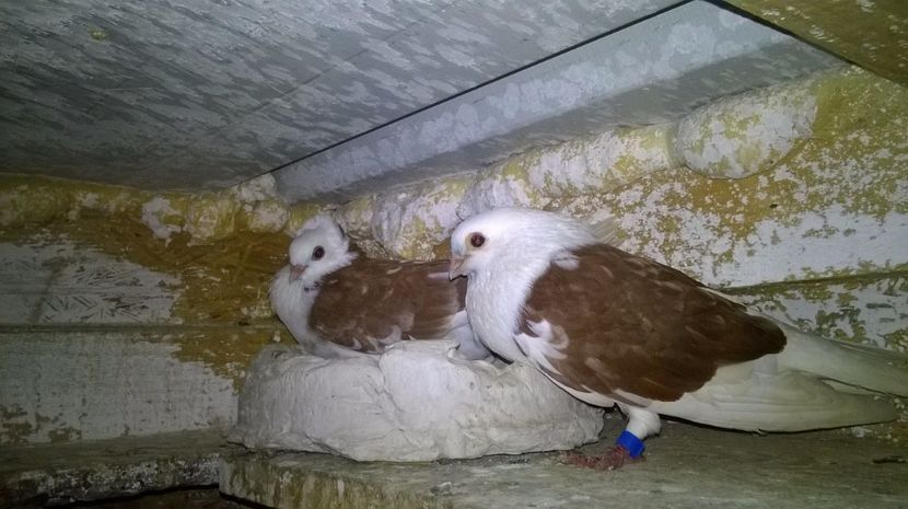  - Galateni matca 2017