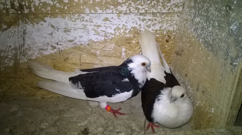  - Galateni matca 2017