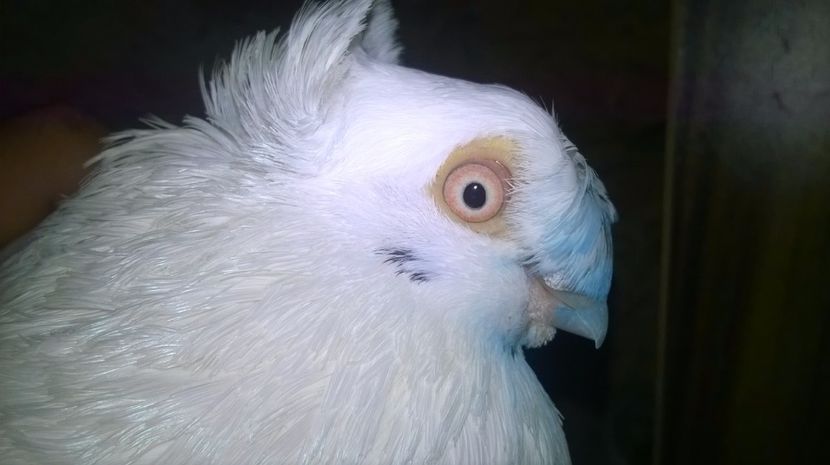 Mascul - Jucatori de Ardeal