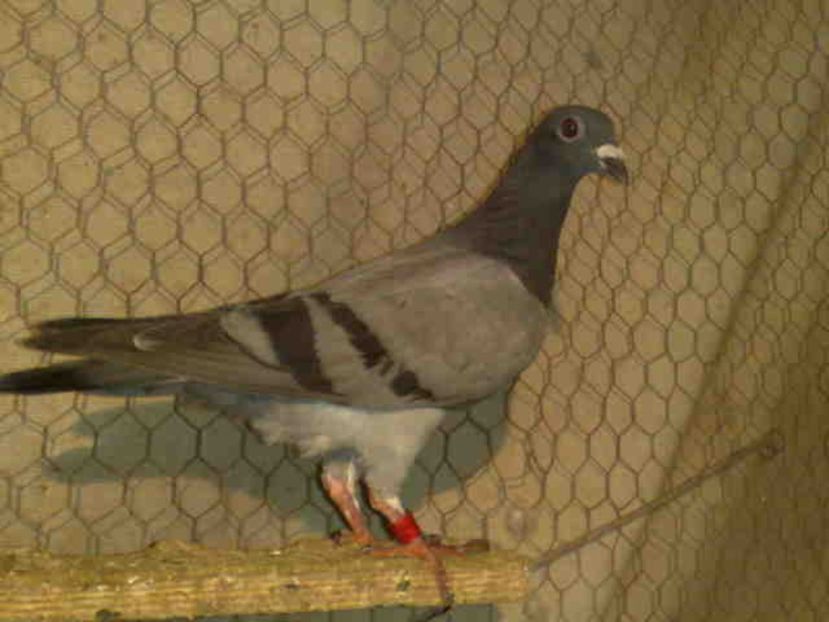 95 - X-Porumbei vinduti