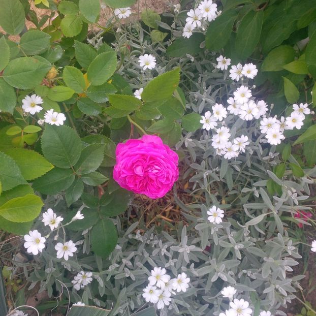 reine de violettes - trandafiri 2017