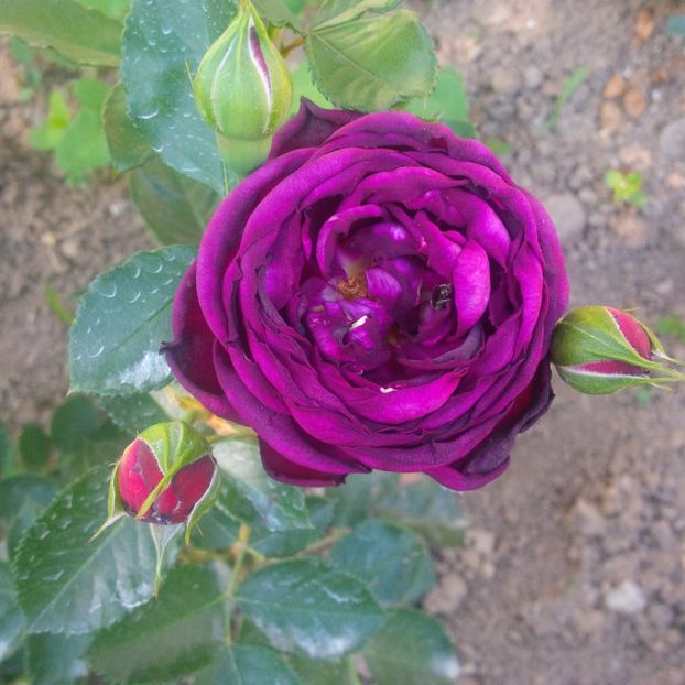 ebb tide - trandafiri 2017