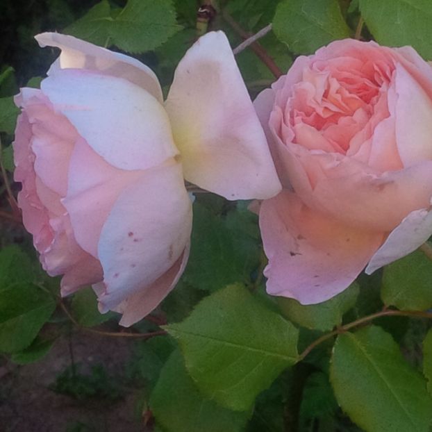 abraham darby - trandafiri 2017