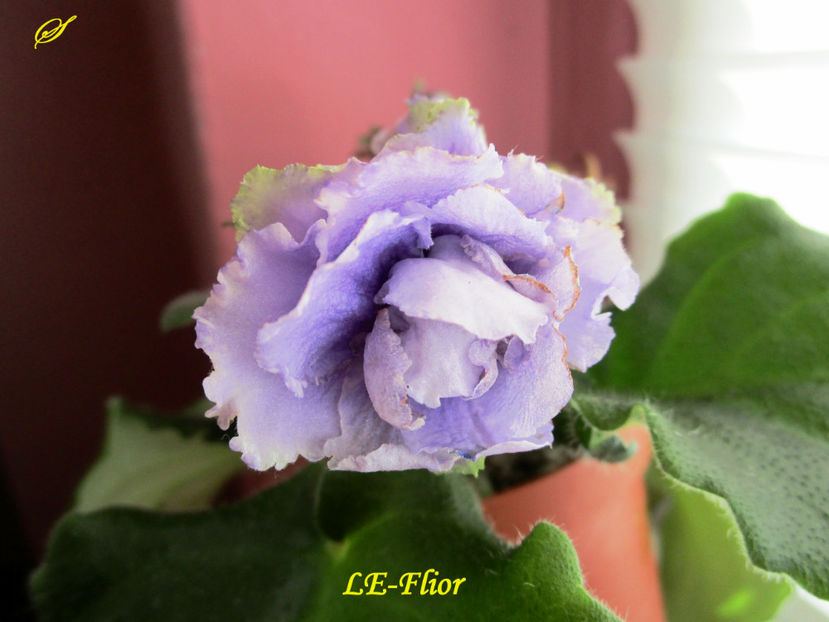 LE-Flior(30-05-2017) - Violete 2017
