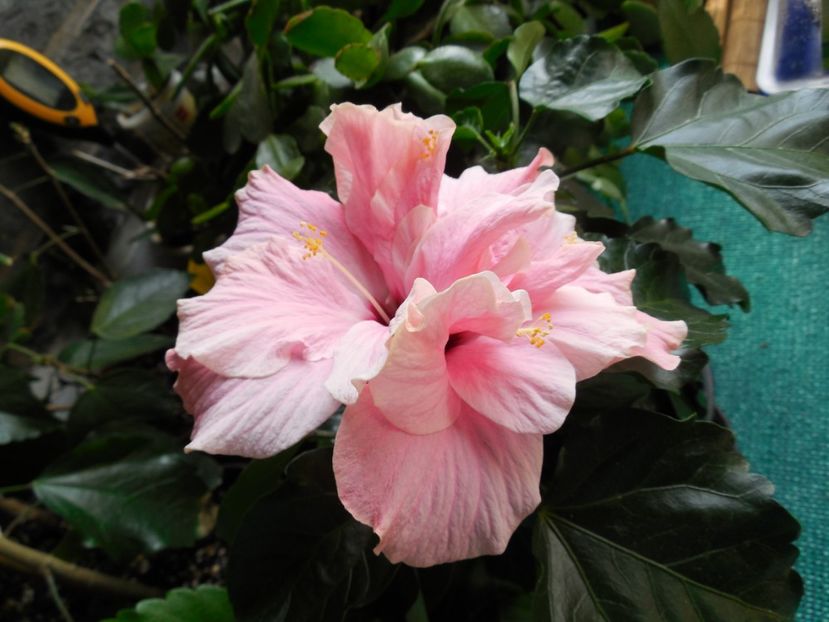  - Clasic Pink