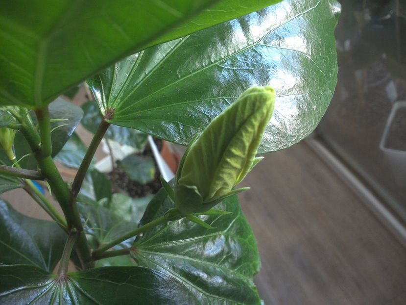 WIN_20170526_084854 - Tigerama