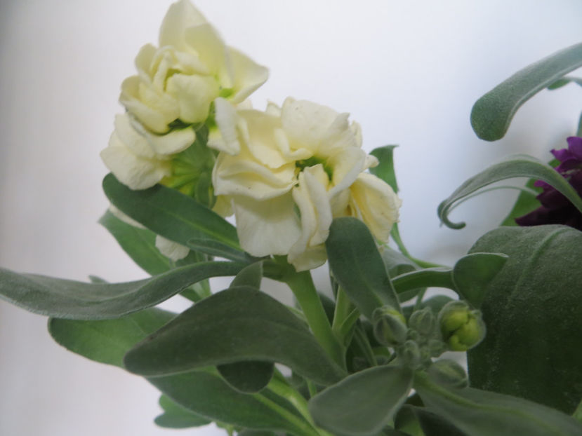 mixandre parfumate - diverse