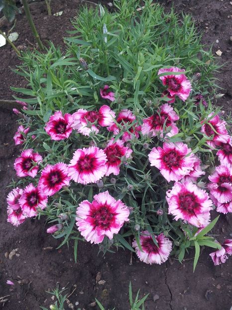 gg1 - M 2017 Gradina cu Flori