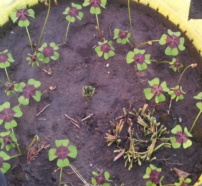 oxalis - Gradina diverse 2017