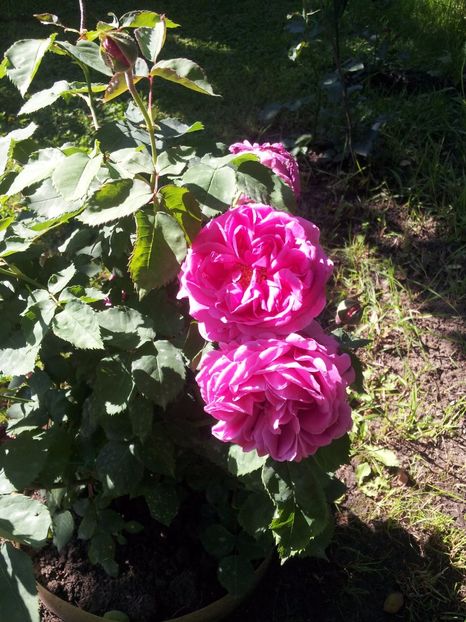 MIP2 (1) - Madame Isac