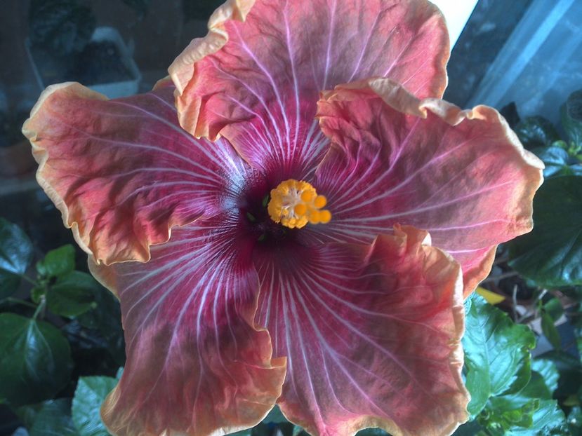 WIN_20170530_091603 - Jolanda Gommer