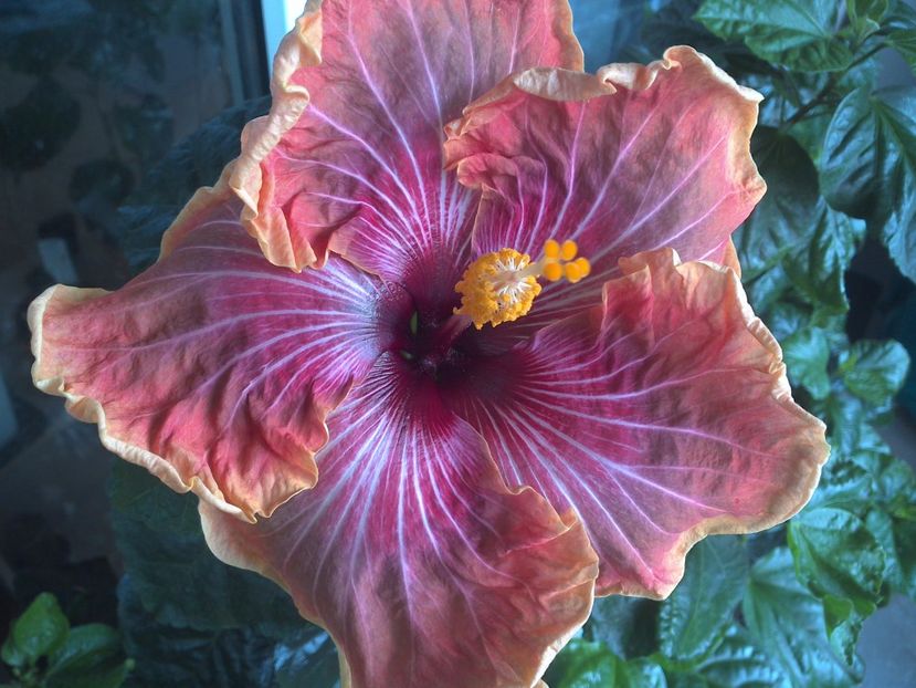 WIN_20170530_091608 - Jolanda Gommer