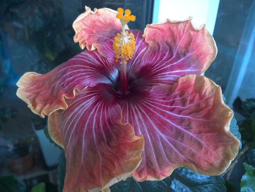 WIN_20170530_092516 - Jolanda Gommer