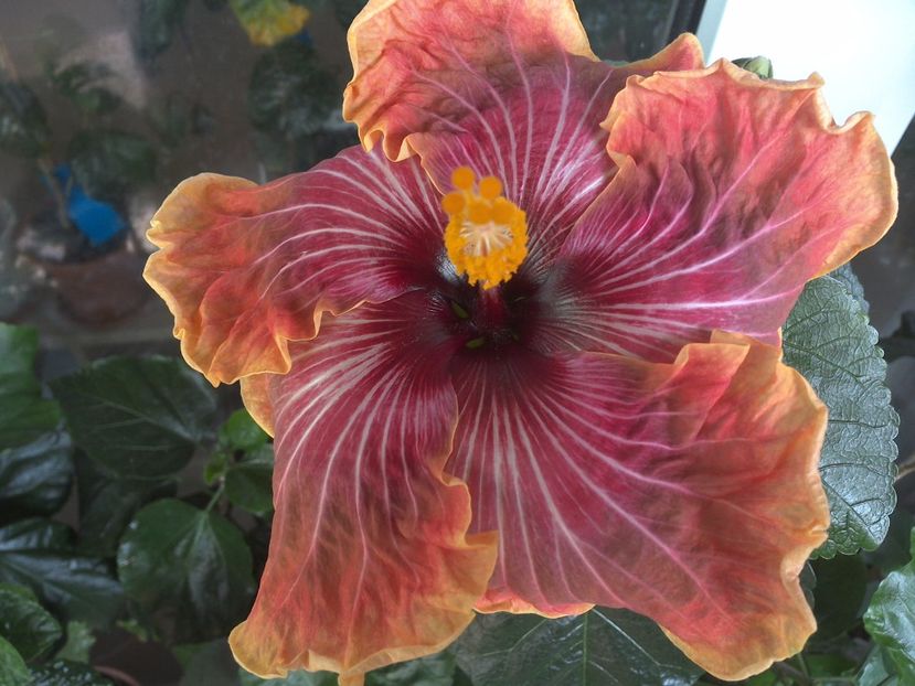 WIN_20170530_092528 - Jolanda Gommer