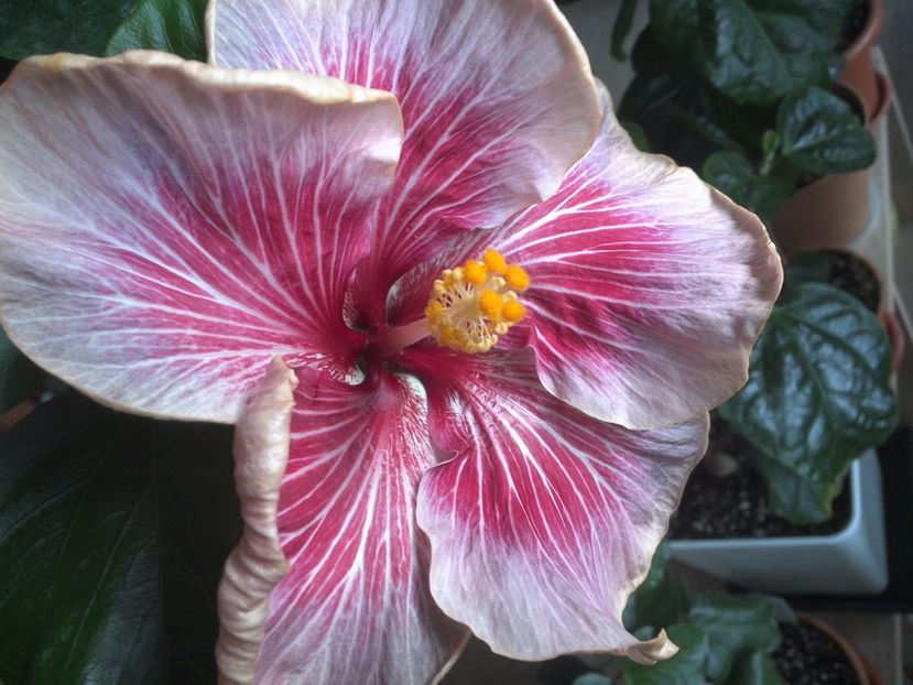 WIN_20170530_091937 - Moorea Vaihere