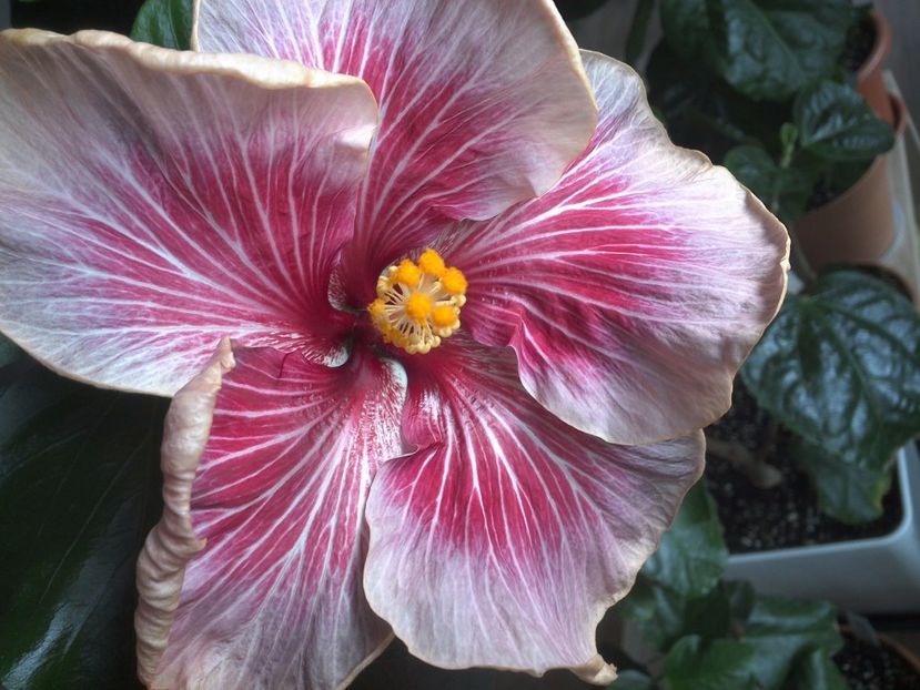 WIN_20170530_091950 - Moorea Vaihere