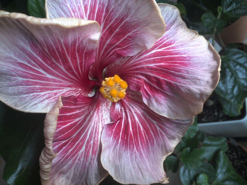 WIN_20170530_091952 - Moorea Vaihere