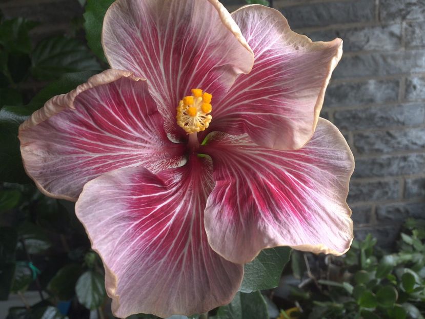 Moorea Vaihere - 0Hibiscus in colectie infloriti