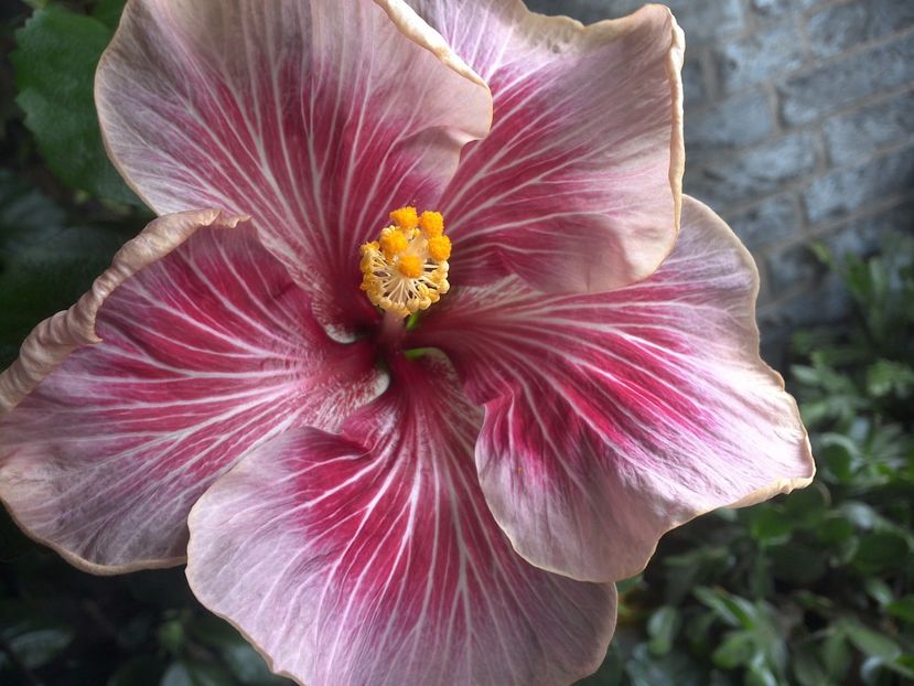 Moorea Vaihere - 0Hibiscus in colectie infloriti