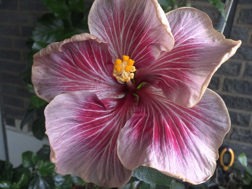 Moorea Vaihere - 0Hibiscus in colectie infloriti