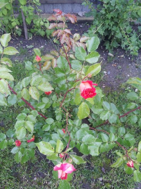 s24 (1) - Trandafiri 2017