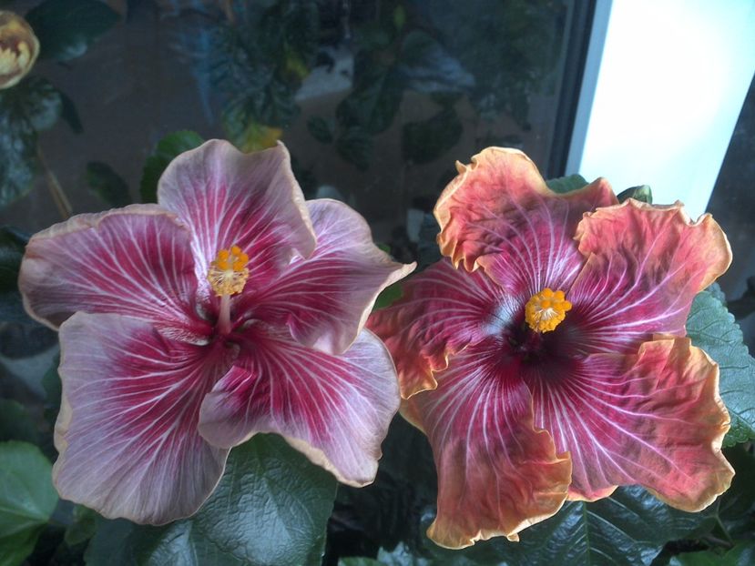 WIN_20170530_092311 - 02Hibiscus