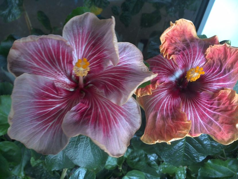 WIN_20170530_092320 - 02Hibiscus