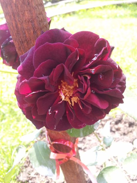 d2 (2) - Trandafiri 2017