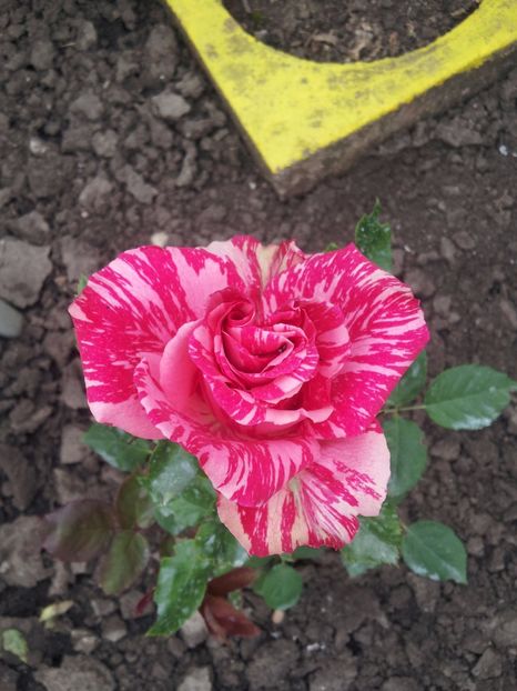 t3 (2) - Trandafiri 2017