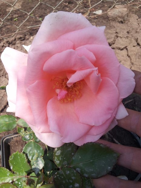 t18 - Trandafiri 2017