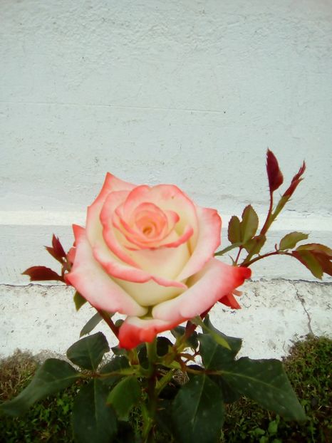 Necunoscut? - 21 Mai 2017