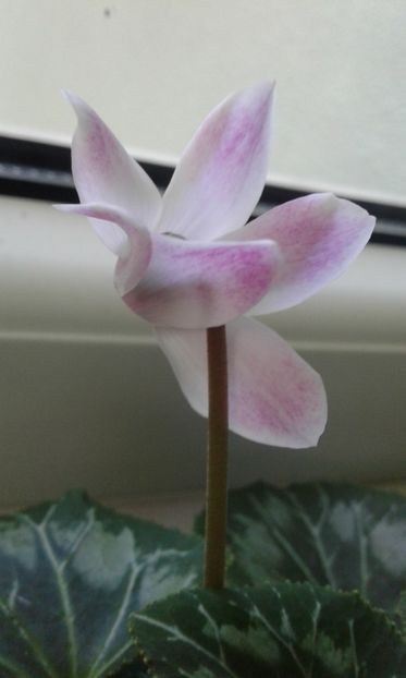  - Cyclamen