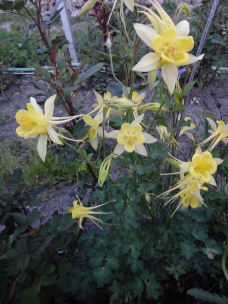 e regina.. cu adevarat :)) - Caldaruse