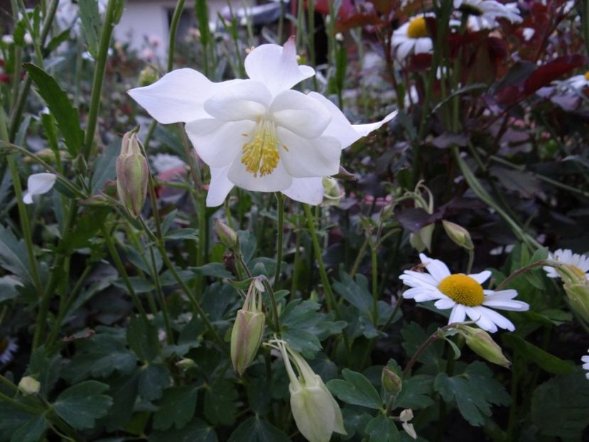 Si ea infloreste prima data :)) - Caldaruse