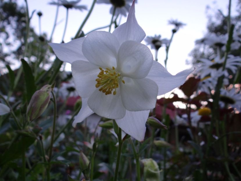 are floarea foarte mare - Caldaruse