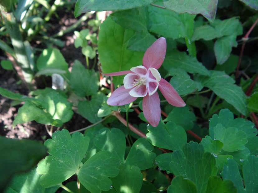 prima floricica si e roz cu alb :) - Caldaruse