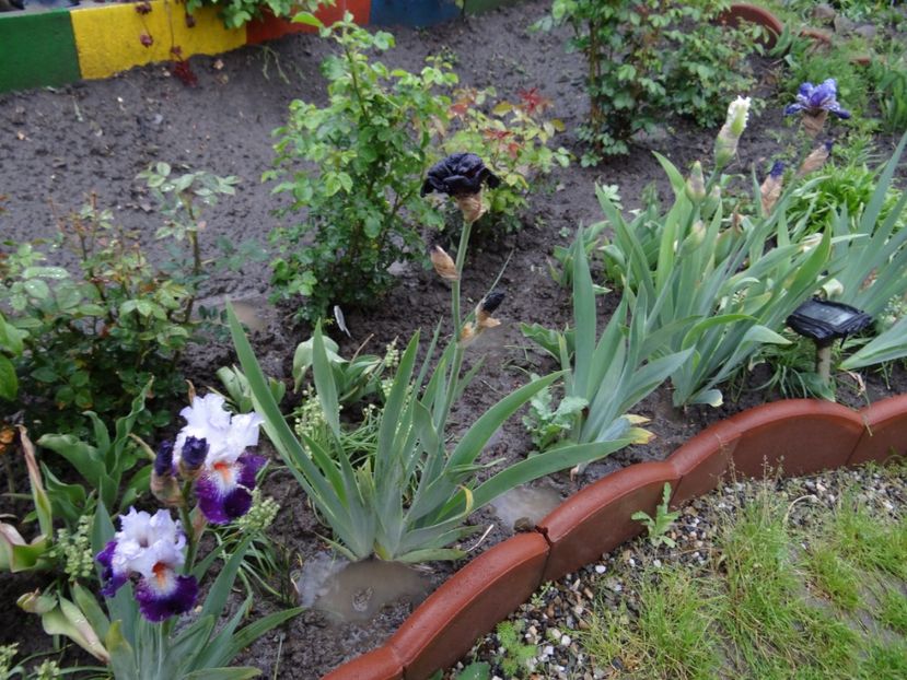 O ploaie buna :) - Bye-Bye Primavara