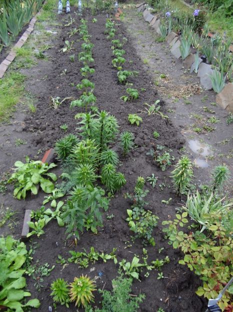 Crini si ...cateva rosii :)) nu ma pot lipsi de ele - Bye-Bye Primavara