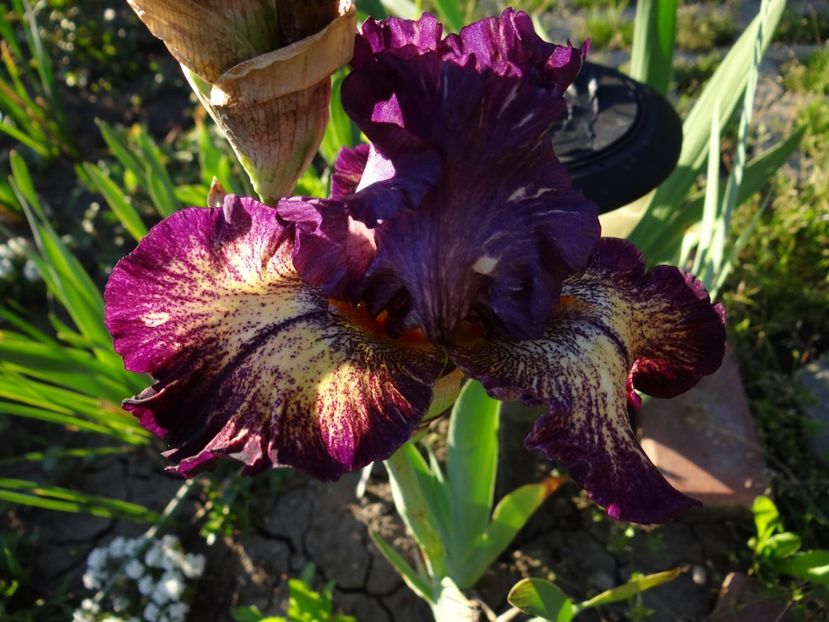 Out of the Dark - Irisi