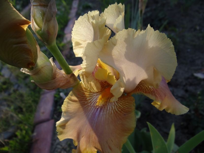 Polish Princess - Bye-Bye Primavara