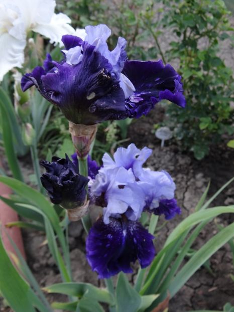 Coming Storm - Bye-Bye Primavara