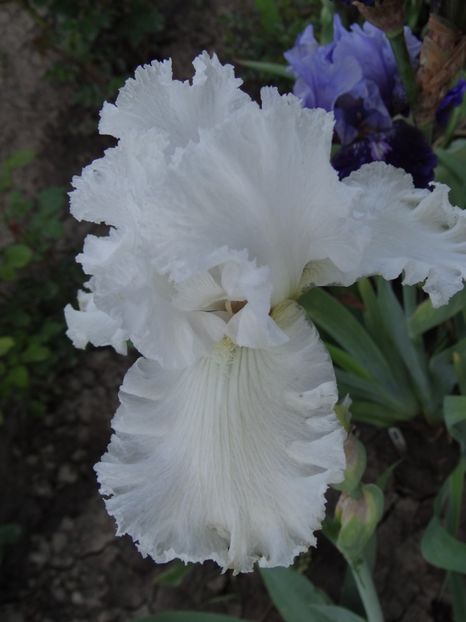 Pure as the... - Bye-Bye Primavara