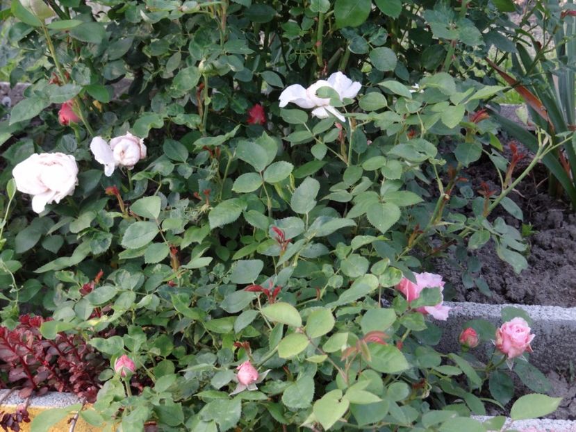 primul care infloreste - Bye-Bye Primavara