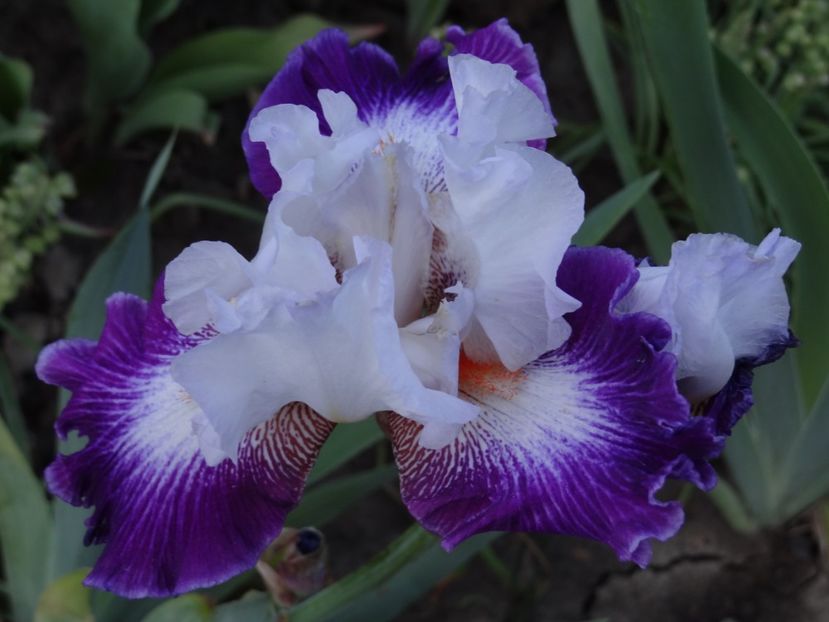 Impression de Jouy - Bye-Bye Primavara