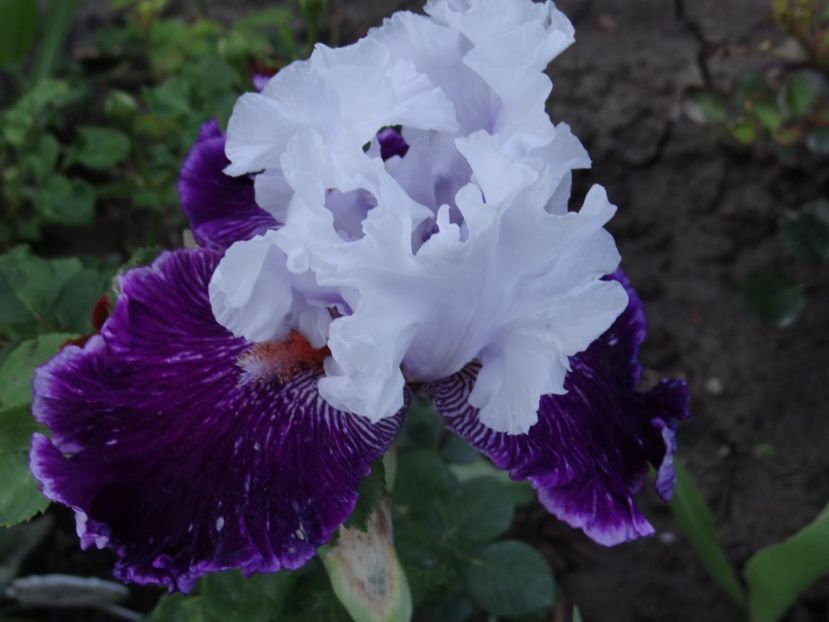 Dinner Talk - Bye-Bye Primavara