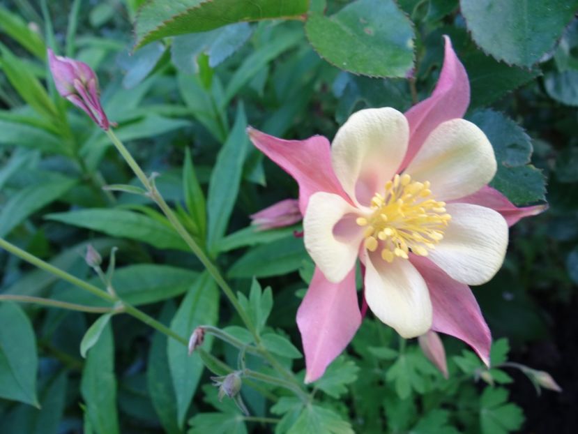 roz-galben - Bye-Bye Primavara