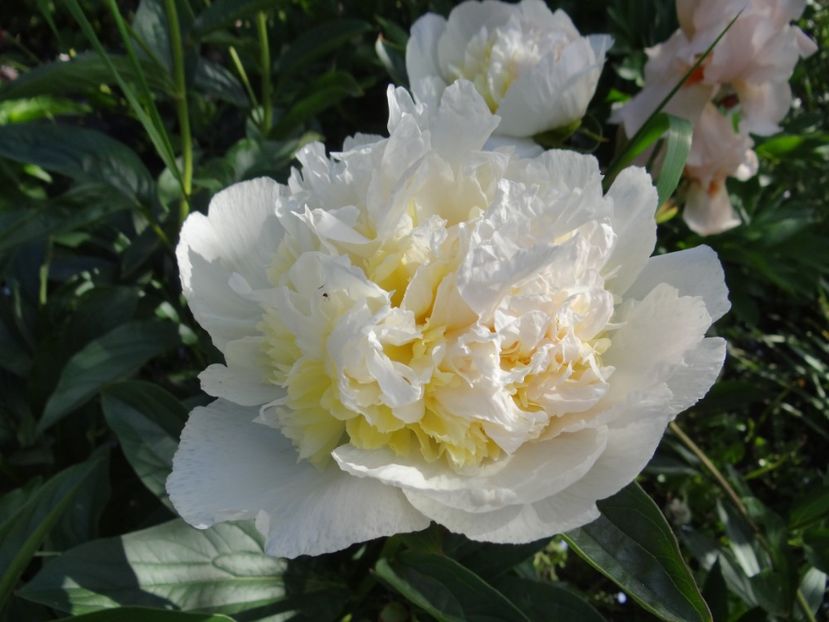 Honey Gold - Bujori
